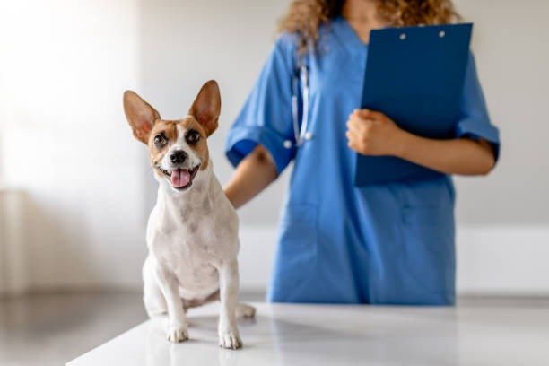 istockphoto-1995860219-612x612.jpg