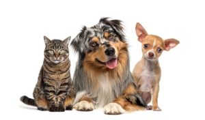 istockphoto-1680223608-612x612.jpg