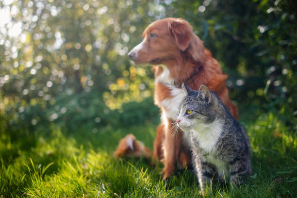 istockphoto-2051056235-612x612.jpg