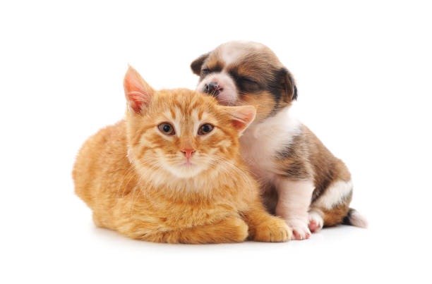 istockphoto-2133660712-612x612.jpg