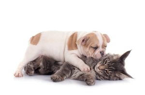 istockphoto-2150383299-612x612.jpg