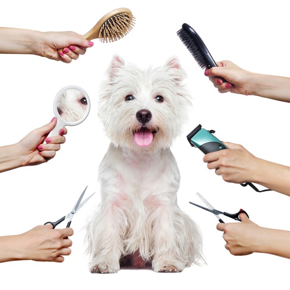 How-Can-Grooming-Prevent-Pet-Health-Issues.jpg