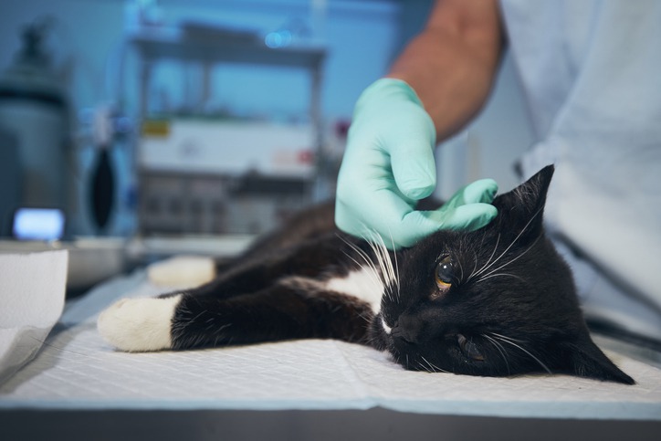 After-Hours-Emergency-Vet-How-to-Find-Immediate-Help-for-Your-Pet.jpg