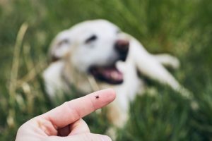Earliest-Signs-of-Parasitic-Infections-in-Pets.jpg