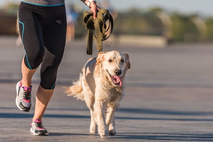 How-Can-I-Ensure-My-Pet-Is-Getting-Enough-Exercise.jpg