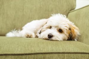 How-Can-I-Help-My-Pet-Cope-with-Separation-Anxiety.jpg