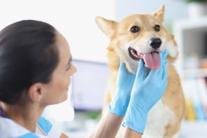 How-Can-I-Prevent-Dental-Disease-in-Pets.jpg