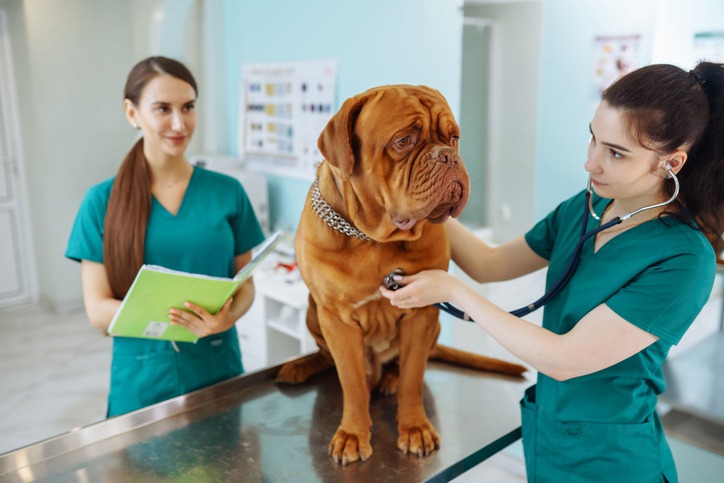 How-Can-Regular-Vet-Visits-Extend-My-Pets-Lifespan.jpg