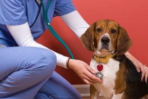 How-Do-Veterinary-Services-Cater-to-Different-Pet-Breeds.jpg