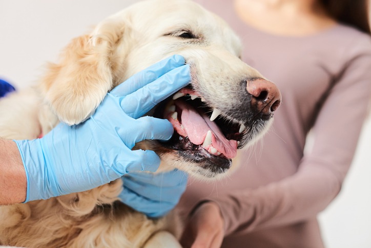 How-Often-Should-My-Pet-Undergo-Dental-Procedures.jpg