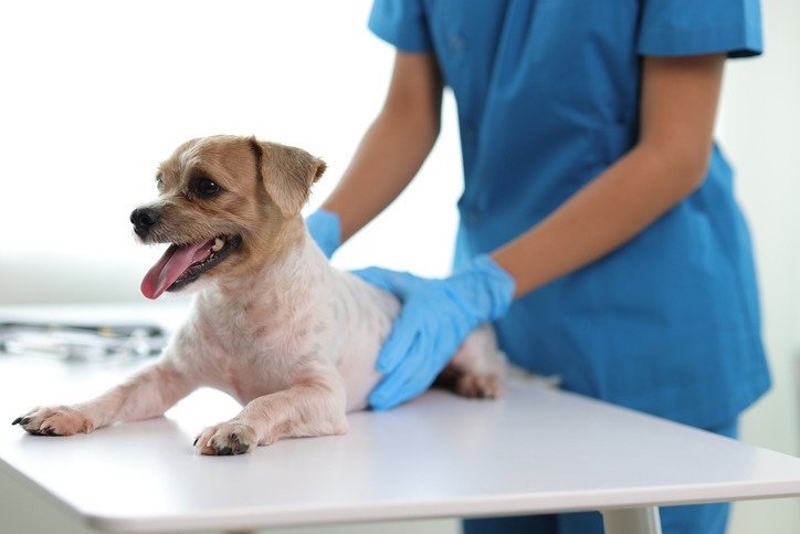 Post-Surgery-Dental-Care-for-Pets-Your-Ultimate-Guide.jpg