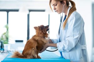 Streamlining-Your-Pets-Health-Care-in-One-Place.jpg