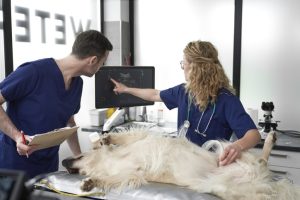 The-Role-of-Advanced-Imaging-in-Veterinary-Internal-Medicine.jpg