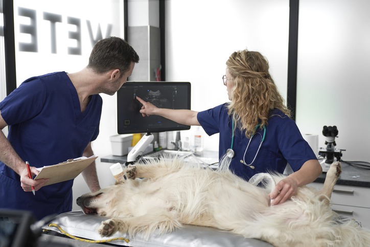 The-Role-of-Advanced-Imaging-in-Veterinary-Internal-Medicine.jpg