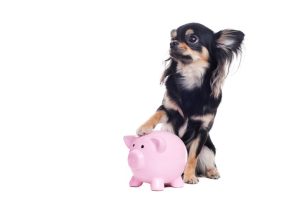 What-Are-Alternative-Ways-to-Maintain-My-Pets-Health-on-a-Budget.jpg
