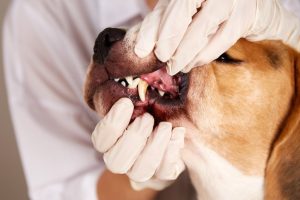 What-Are-the-Signs-of-Dental-Disease-in-Pets.jpg