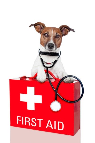 What-Should-I-Do-in-a-Pet-Emergency.jpg