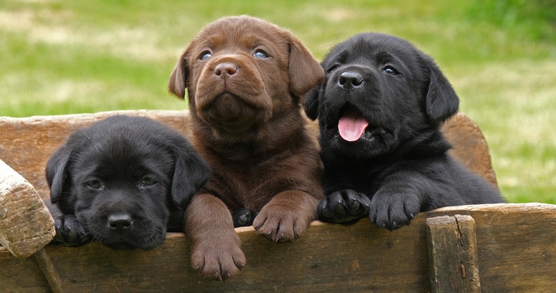 What-are-Common-Behavioral-Problems-in-Puppies-and-How-Can-I-Address-Them.jpg