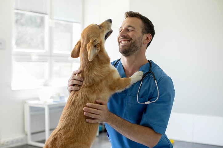 Why-is-Treatment-for-Arthritis-and-Joint-Pain-Crucial-for-Old-Pets.jpg